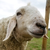 Lebenshof_TierMensch