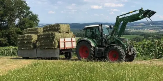 Pferde-Heu ansehen
