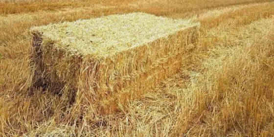 Schönes Stroh in Quaderballen ansehen