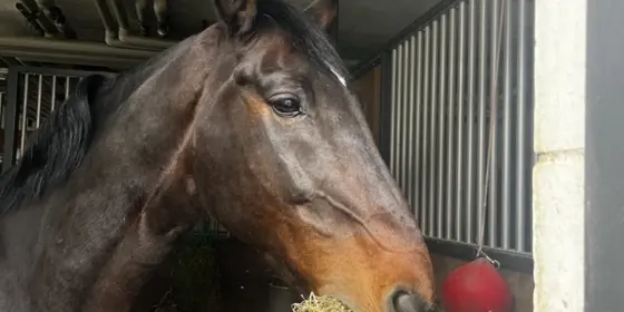 Heu & Stroh, Tierfutter, Eigene Ernte ansehen