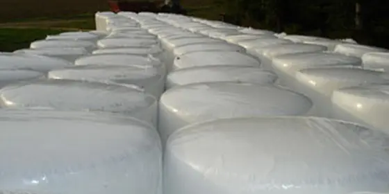 Maissiloballen ab Ernte 2025 ansehen