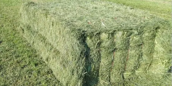  Heu in Quaderballen ansehen