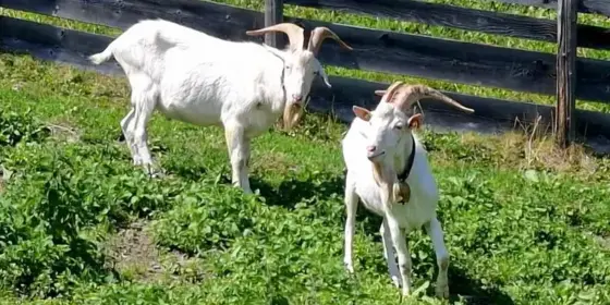Ziegenbock ansehen
