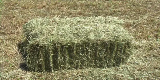 Kleinballen ansehen