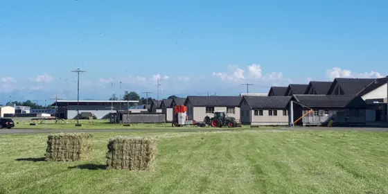 Langhalmheu ansehen