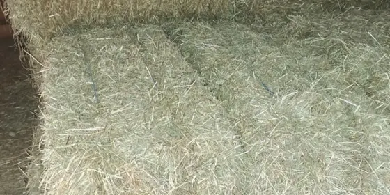 Heu belüftet in Kleinballen ansehen