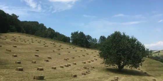 Pferde Heu in Klein Ballen ansehen Pferde Heu in Klein Ballen ansehen