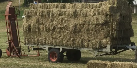 Bodengetrocknetes Heu (blackenfrei) ansehen