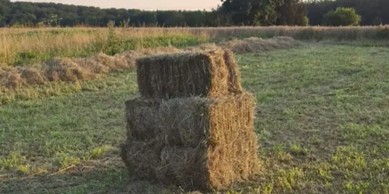 Heu Kleinballen Ernte 2025 ansehen