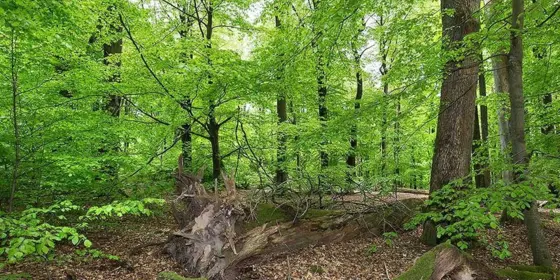 Gesucht Waldparzelle ansehen