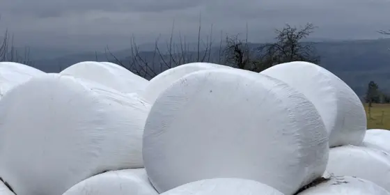 Bio-Maissilo-Ballen ansehen