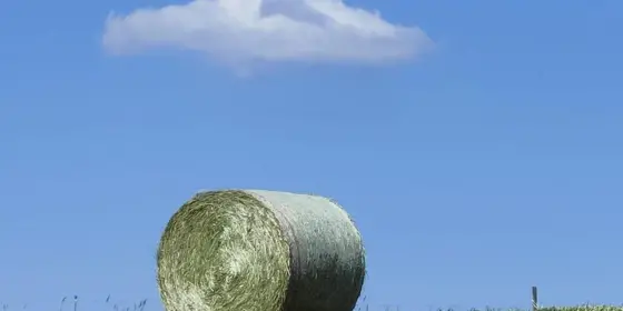 Heurundballen Top-Qualit&auml;t (Unkrautfrei) ansehen