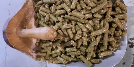 Maisw&uuml;rfel  ansehen