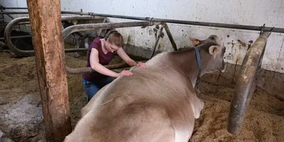 Reiki f&uuml;r Tiere ansehen