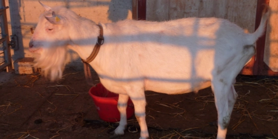 Saanenbock mit Abstammung ansehen